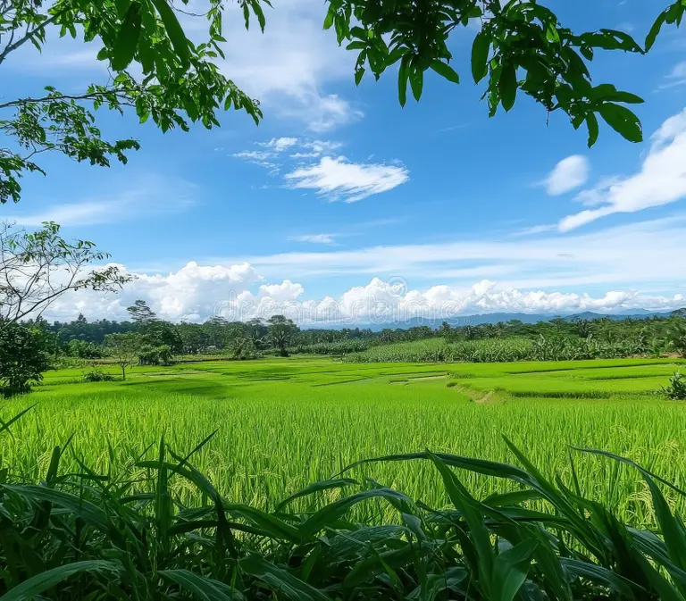 A wide view of a green farm land with a small cottage in the distance.